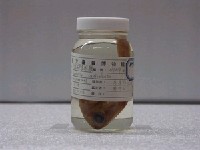 藏品(黑緣擬金眼鯛)的圖片